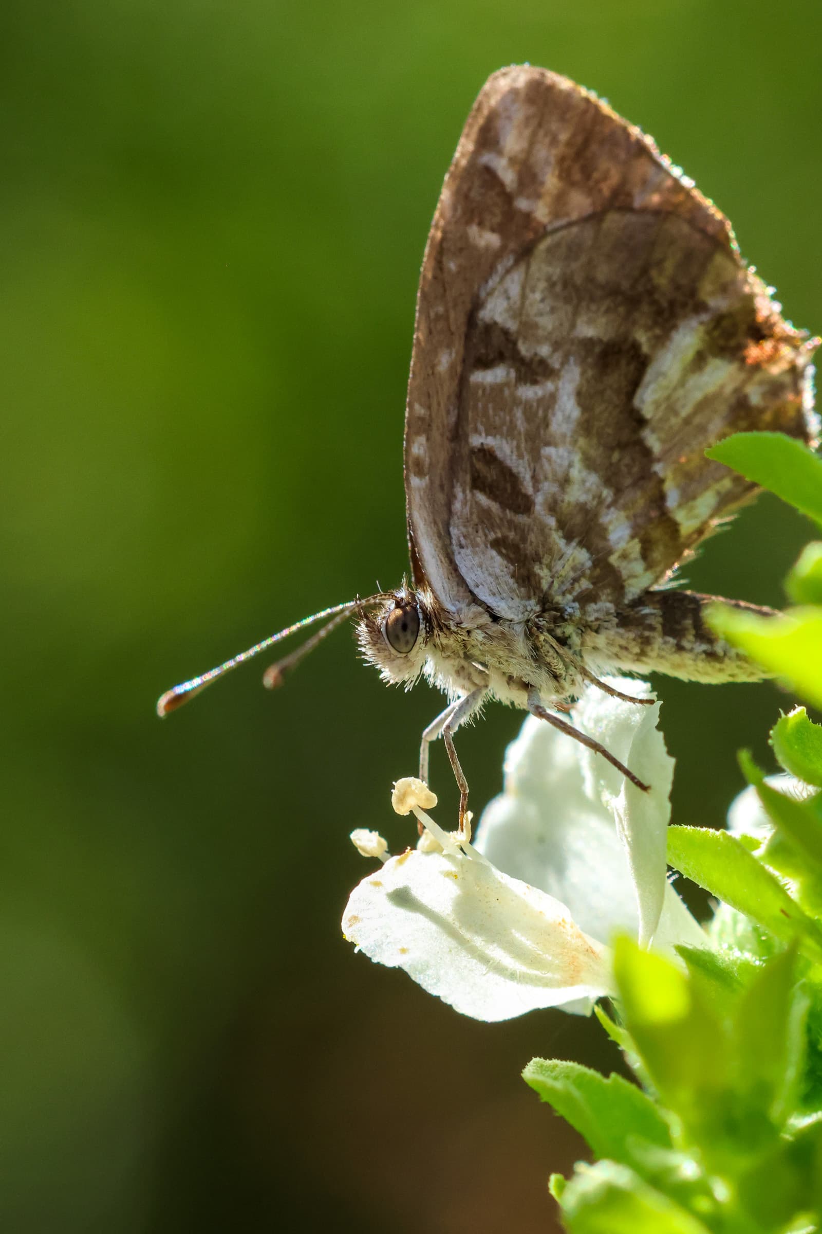 Insect 02