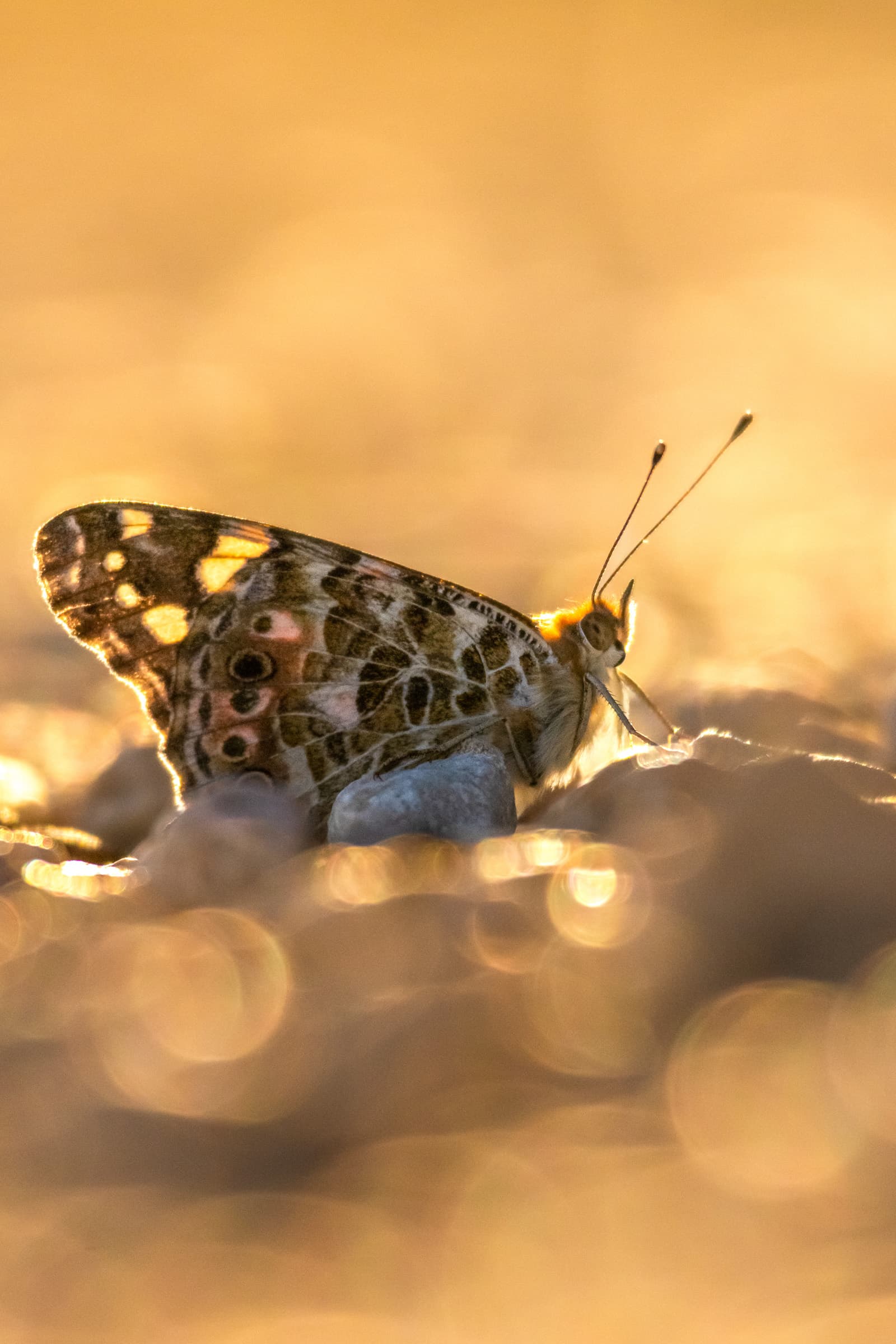 Insect 03