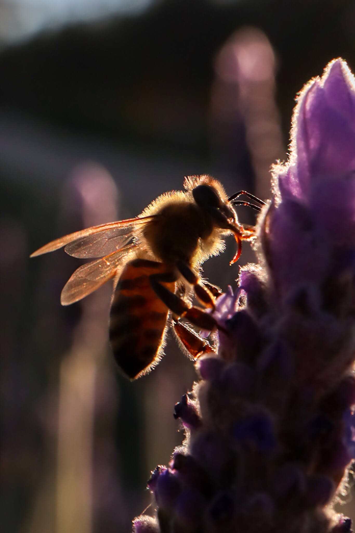 Insect 04