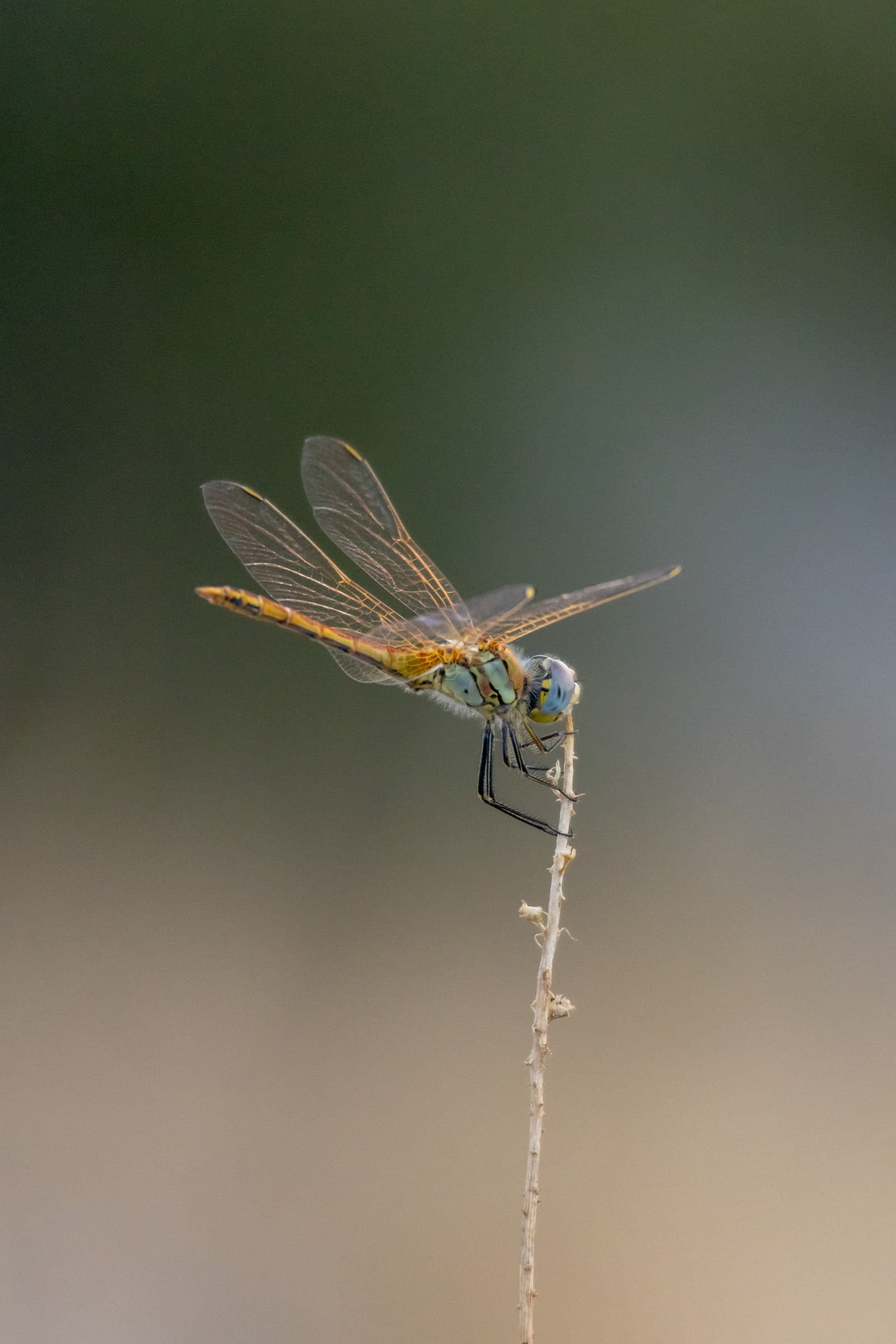 Insect 05