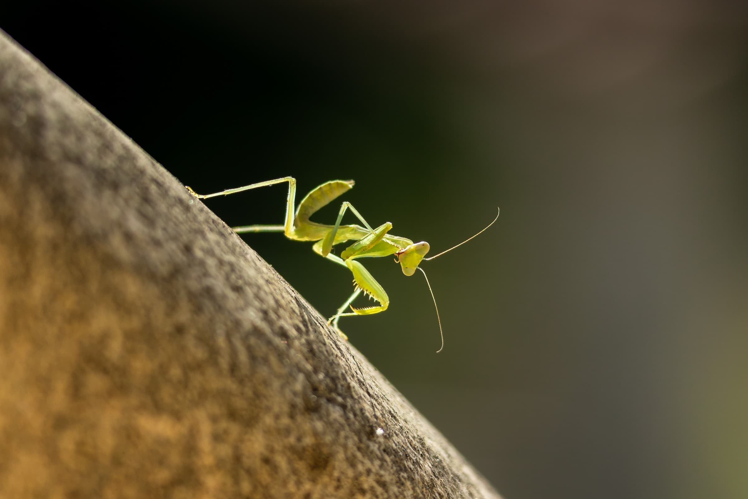 Insect 06