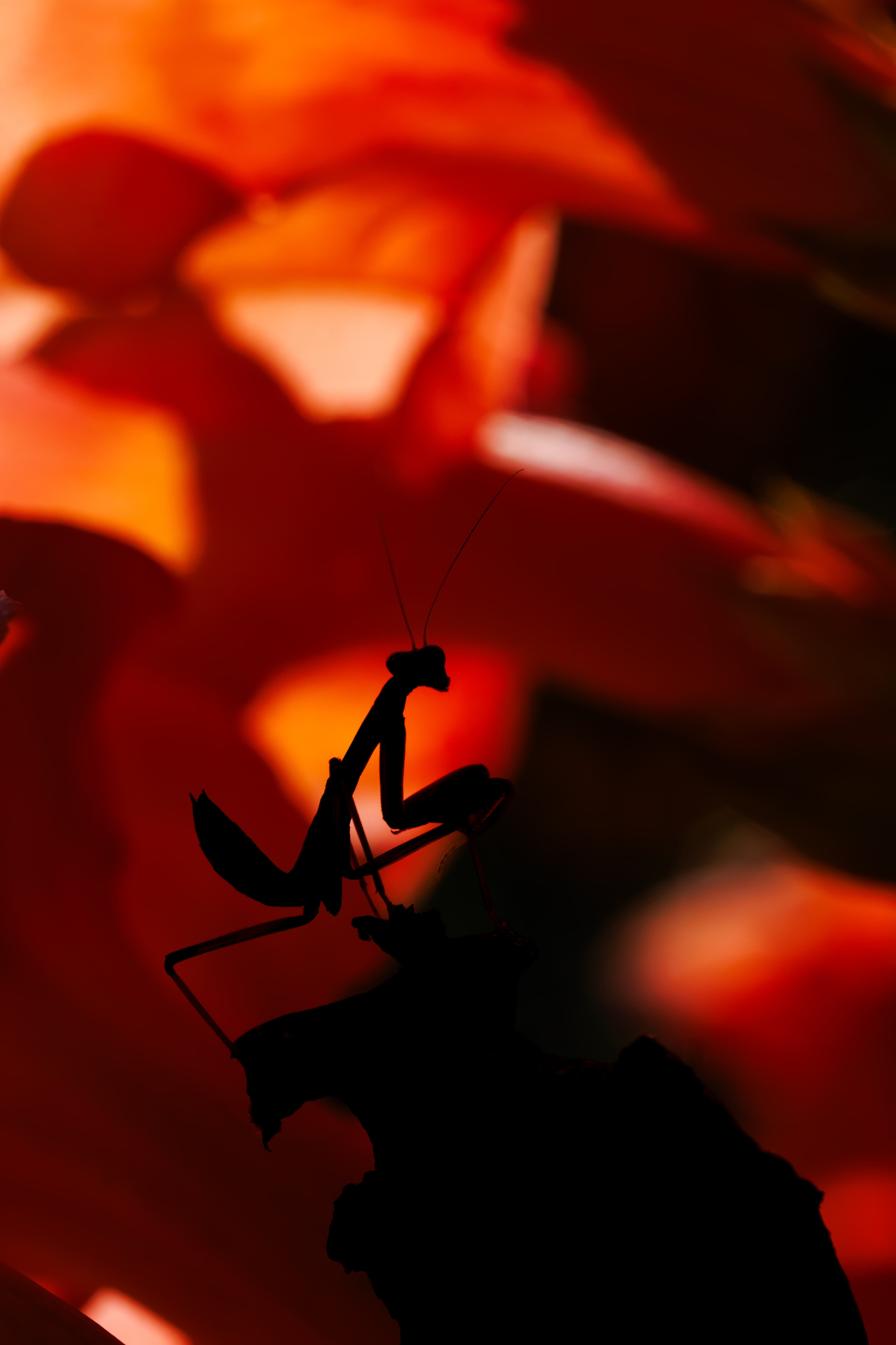 A praying mantis silhouetted against warm afternoon backlight.