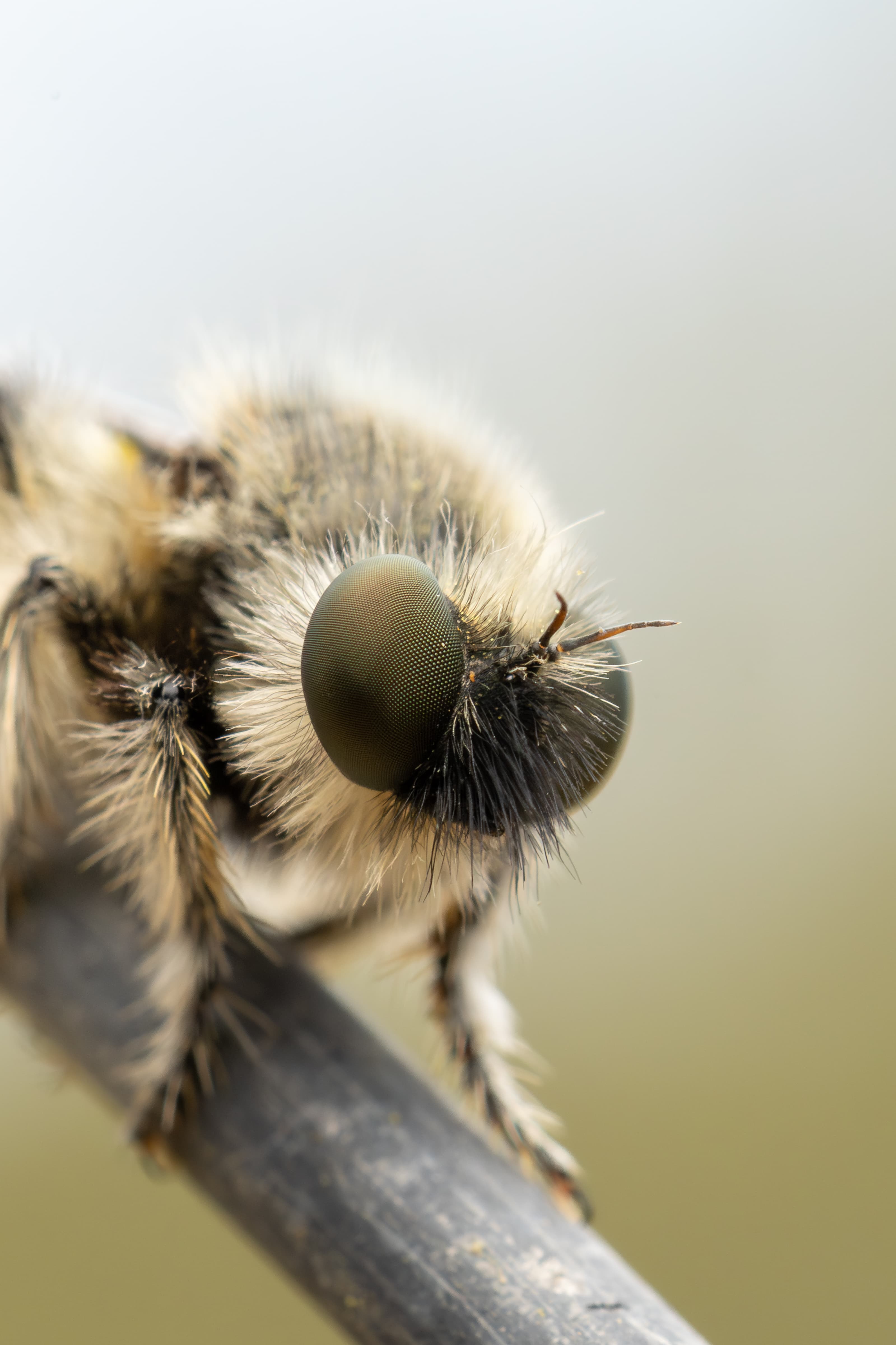 robber-fly