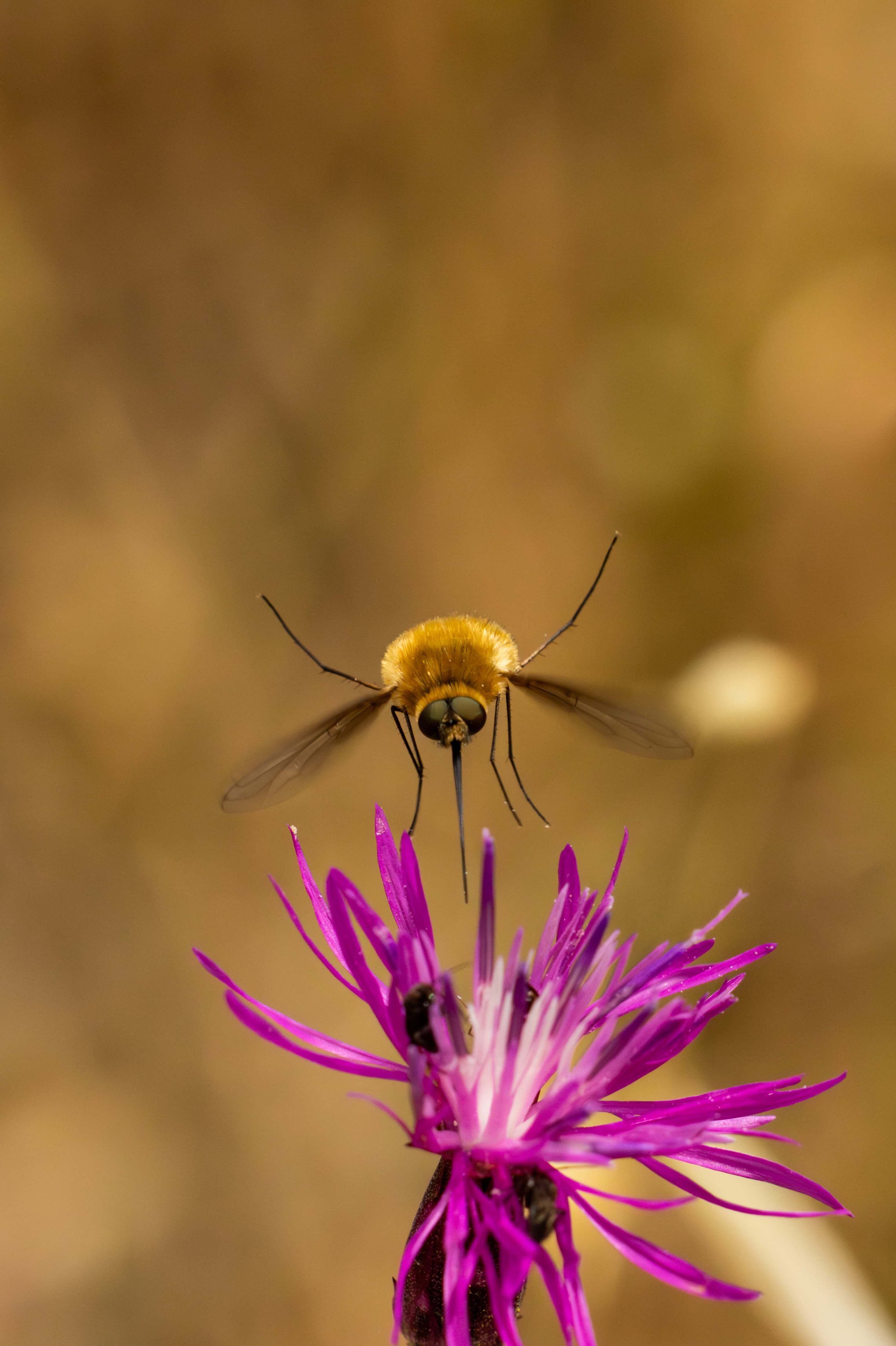 bee fly