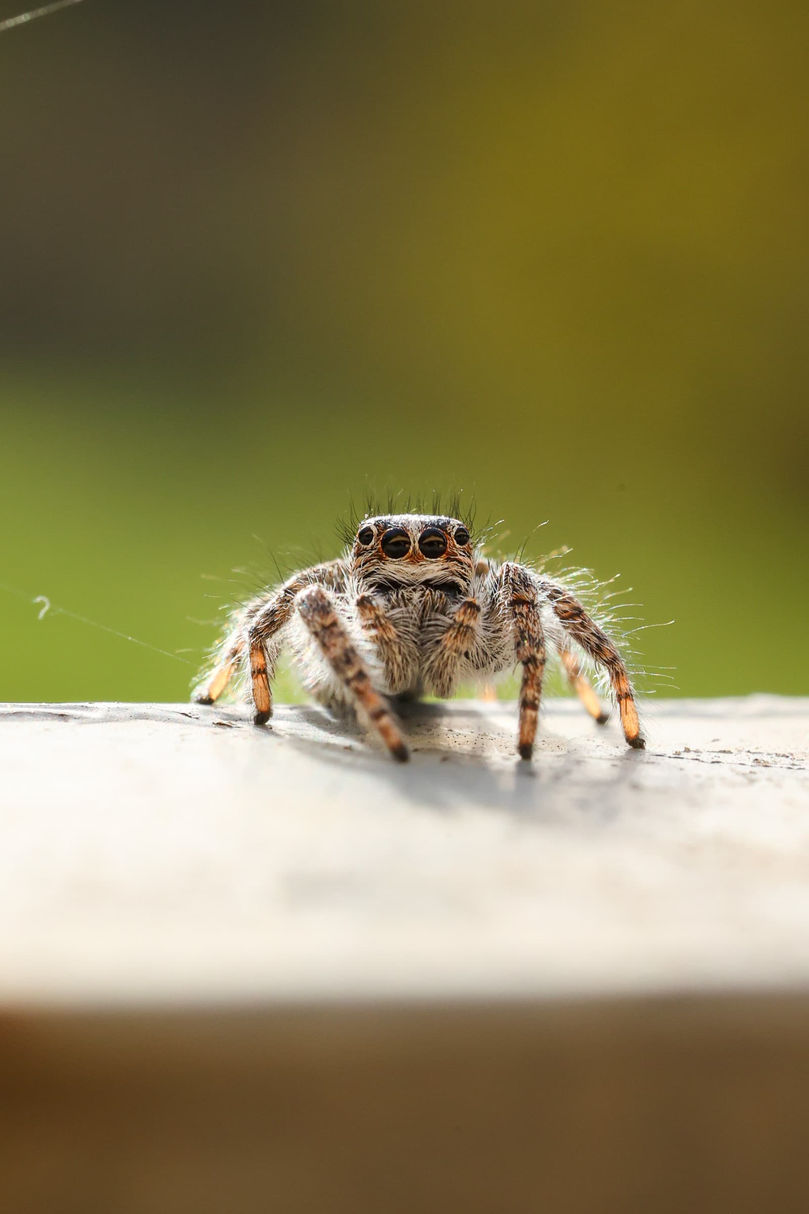 Spider 01