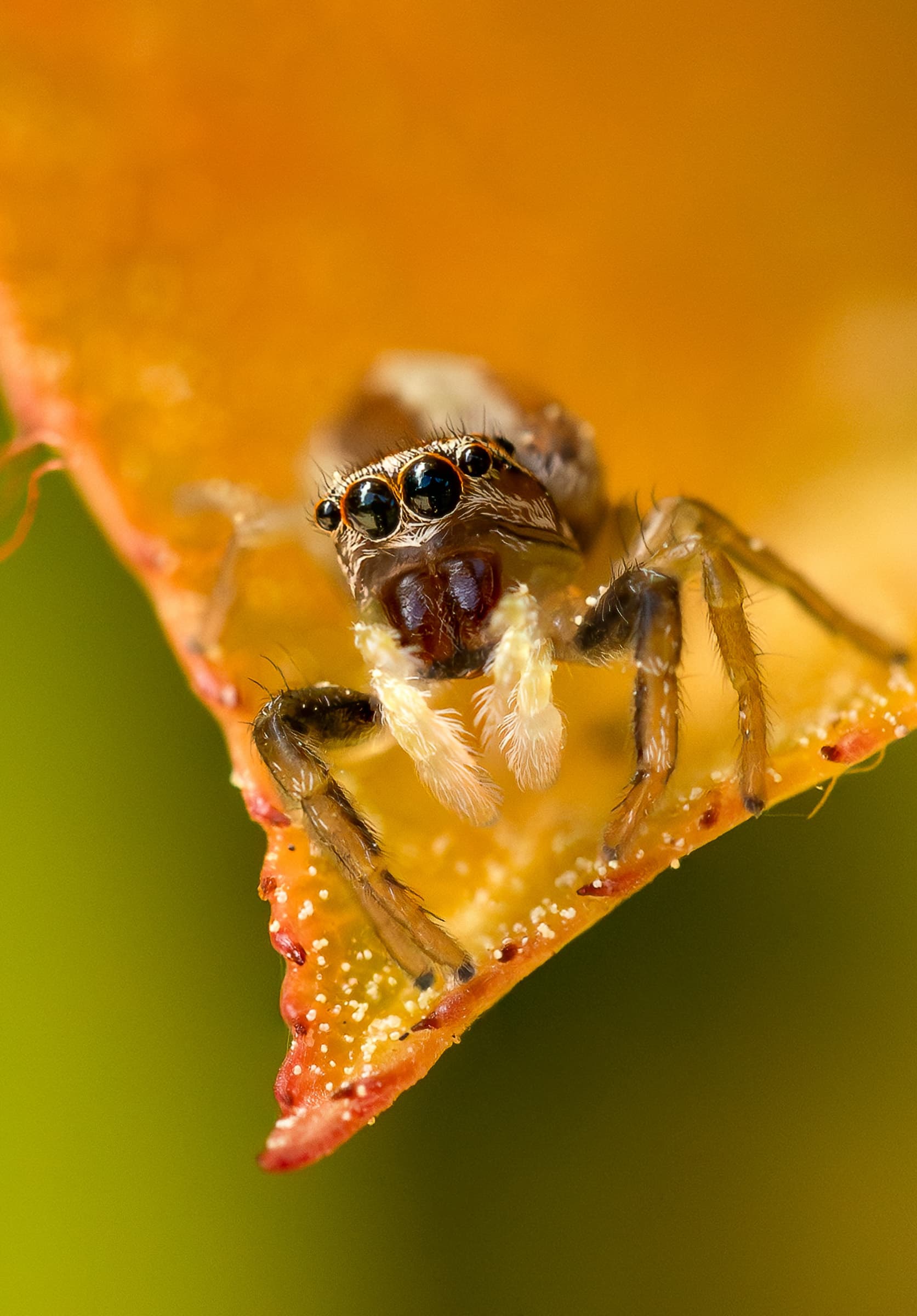 Spider 02