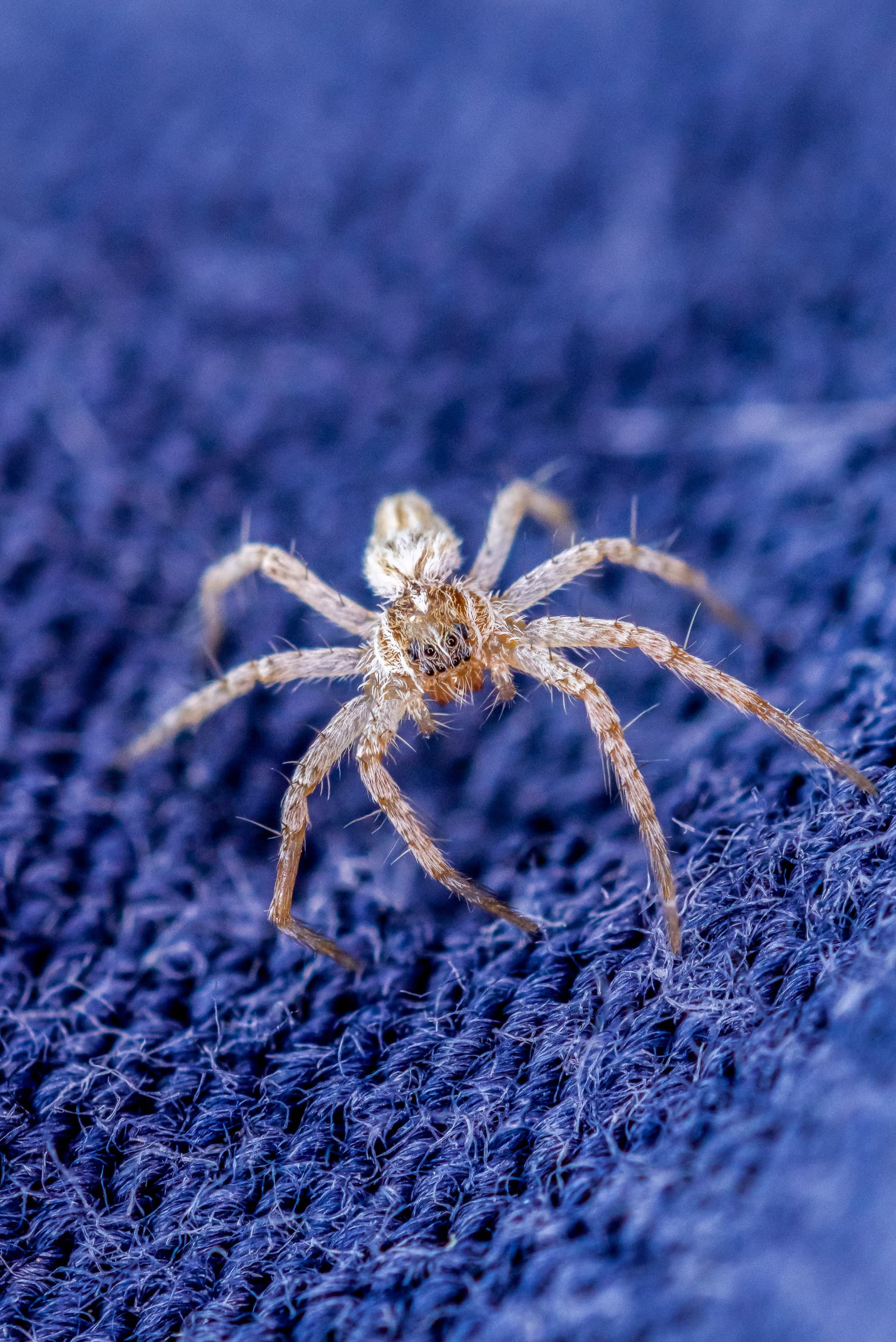 Spider 03