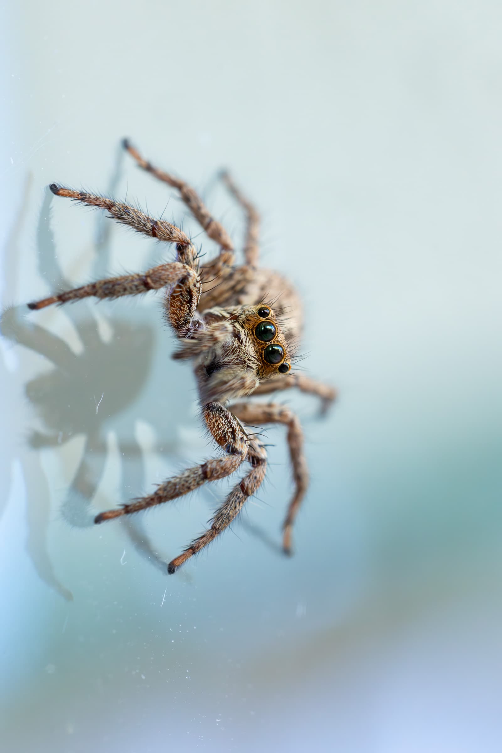 Spider 05