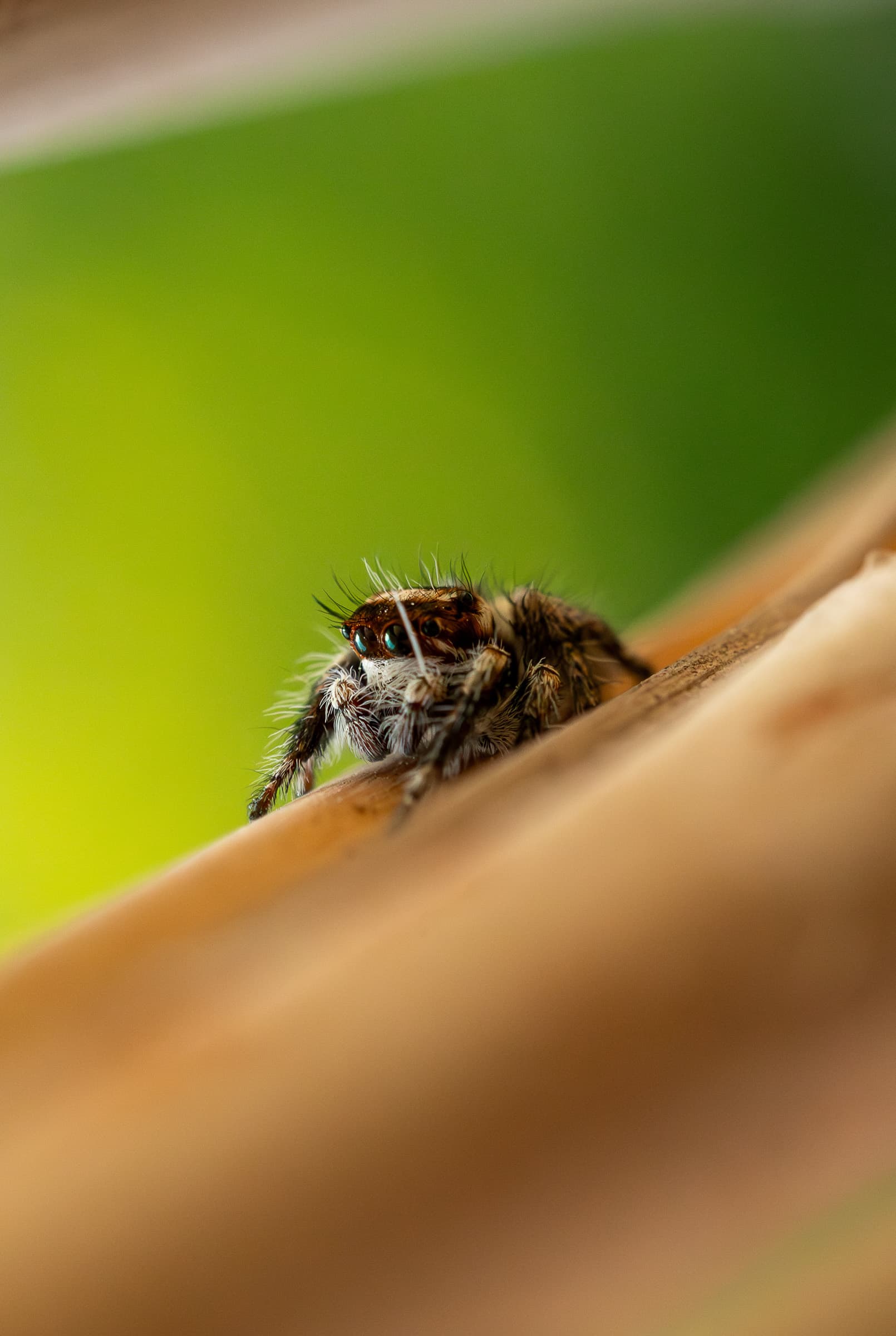 Spider 06