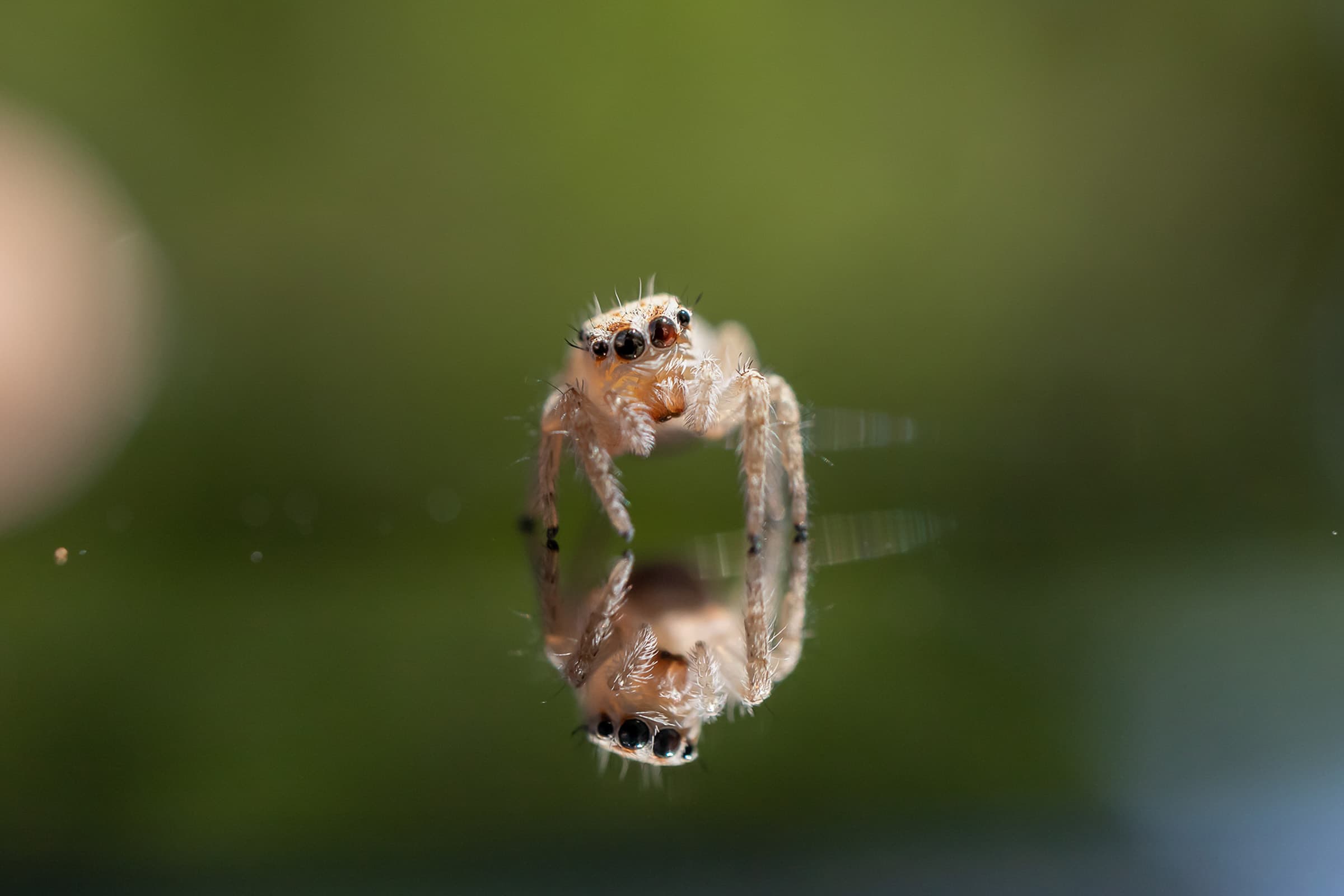 spider-reflection